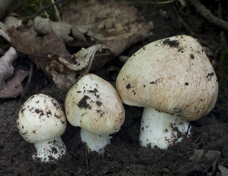 Inocybe erubescens